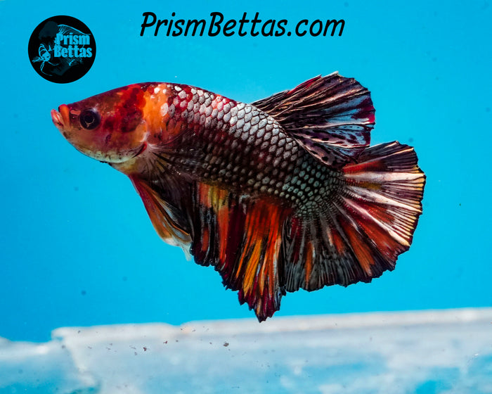 Copper Marble Halfmoon Plakat Male