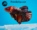 Copper Marble Halfmoon Plakat Male