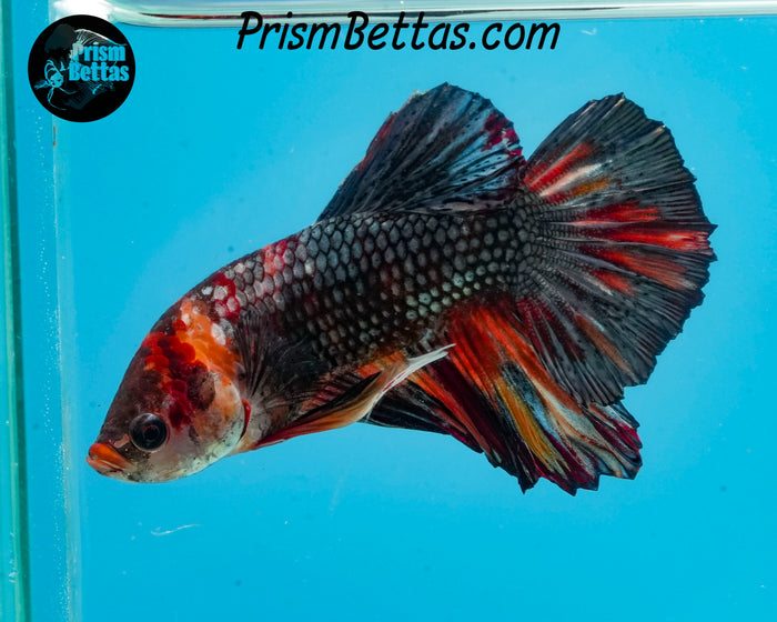 Copper Marble Halfmoon Plakat Male