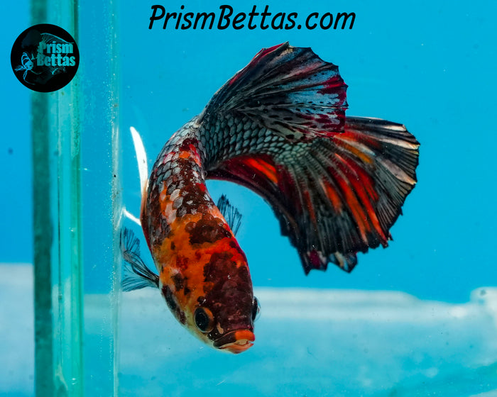 Copper Marble Halfmoon Plakat Male