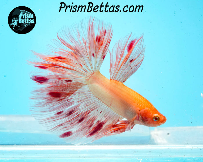 Dalmatian Halfmoon Male