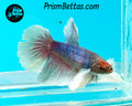 Dumbo Halfmoon Female