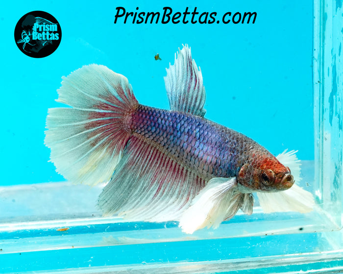 Dumbo Halfmoon Female
