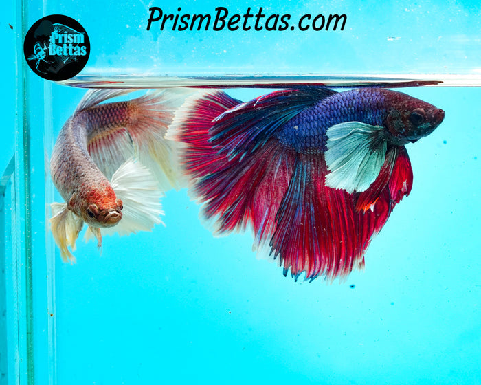 Dumbo Halfmoon Female