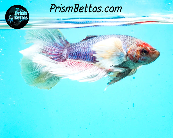 Dumbo Halfmoon Female