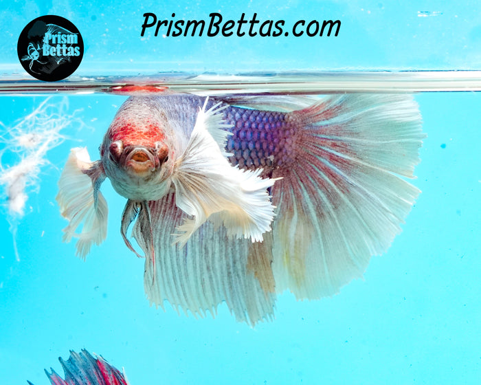 Dumbo Halfmoon Female