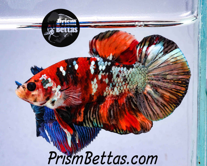 FREE Mystery Box Betta with a $100 purchase!