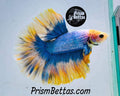 FREE Mystery Box Betta with a $100 purchase!