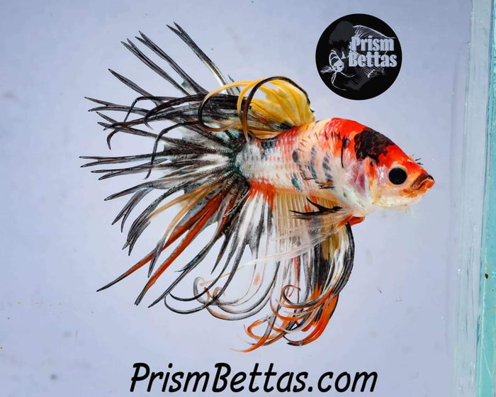 FREE Mystery Box Betta with a $100 purchase!