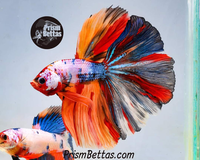 FREE Mystery Box Betta with a $100 purchase!