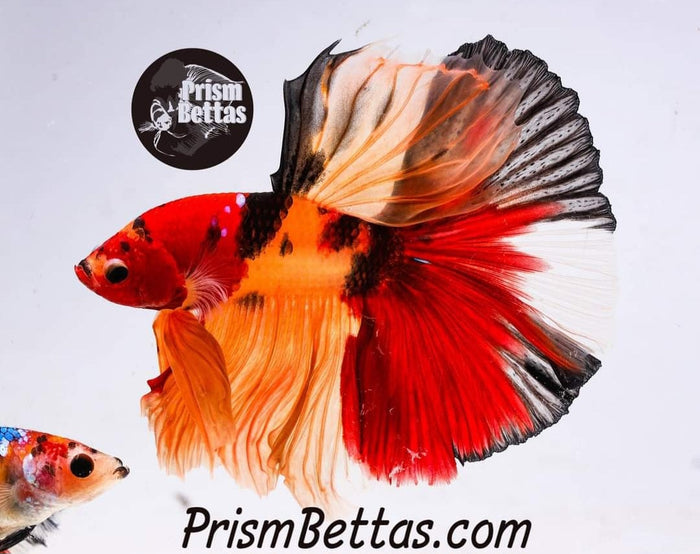 FREE Mystery Box Betta with a $100 purchase!