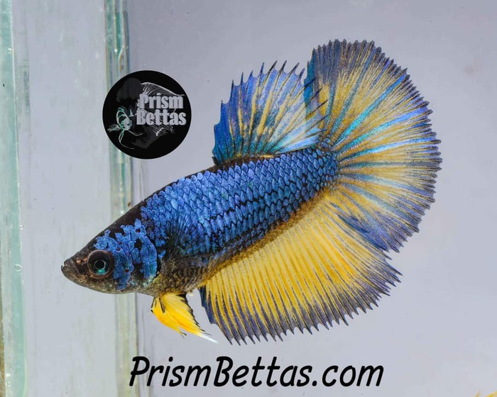 FREE Mystery Box Betta with a $100 purchase!