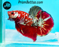 Galaxy Candy Koi Halfmoon Plakat Male