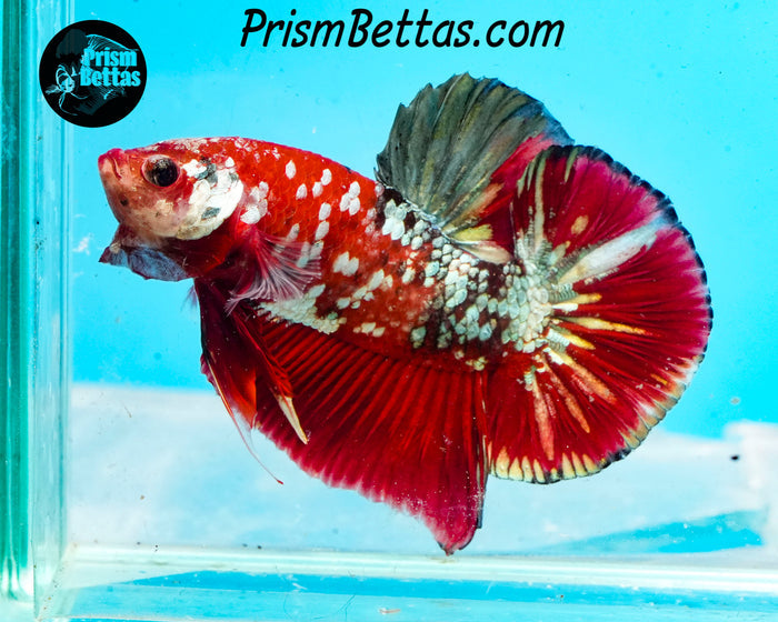 Galaxy Candy Koi Halfmoon Plakat Male