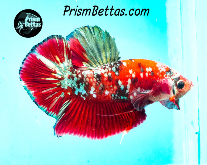 Galaxy Candy Koi Halfmoon Plakat Male