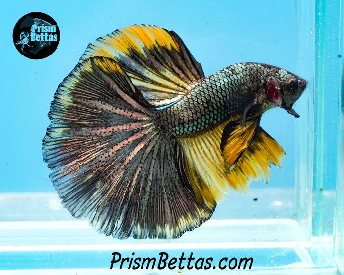 Gold Copper Halfmoon Male