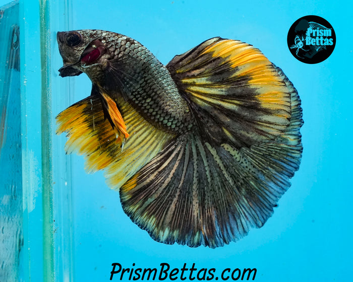 Gold Copper Halfmoon Male