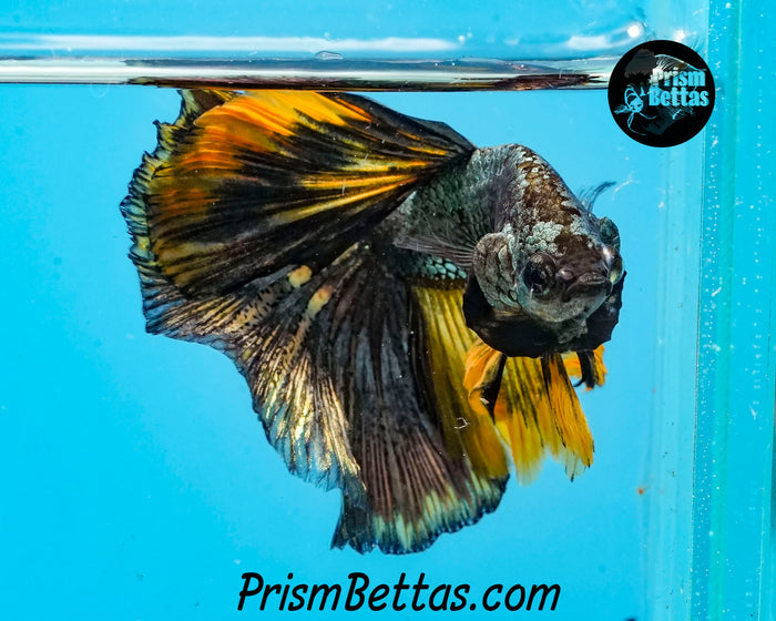 Gold Copper Halfmoon Male