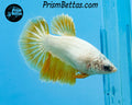 Gold Dragon Halfmoon Female