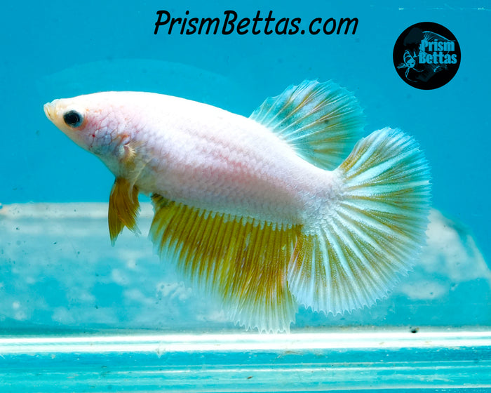 Gold Dragon Halfmoon Female