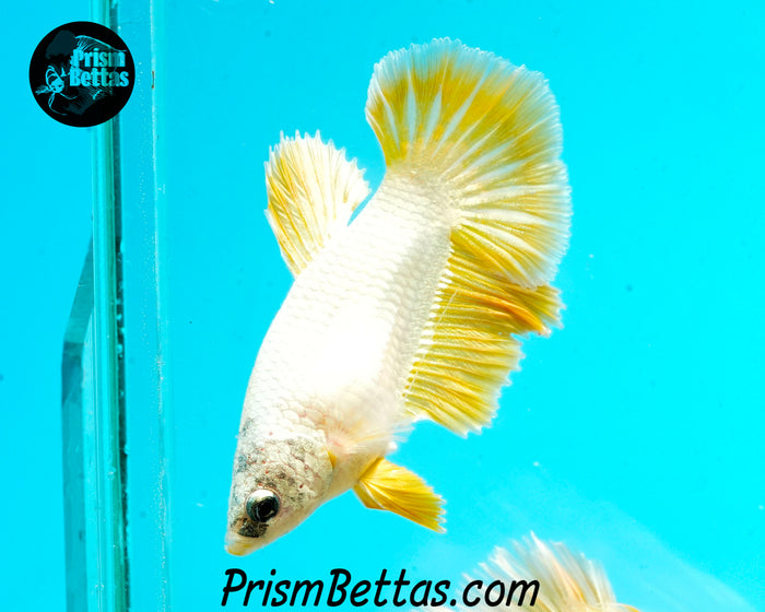 Gold Dragon Halfmoon Female