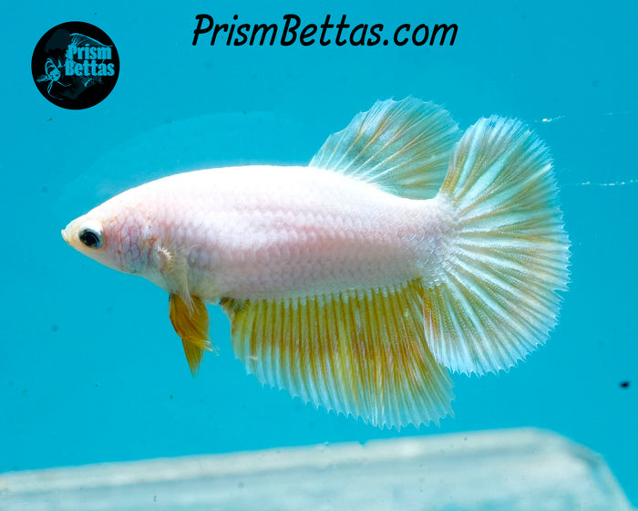 Gold Dragon Halfmoon Female