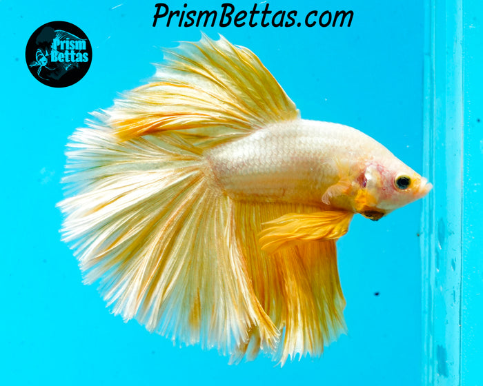 Gold Dragon Halfmoon Male