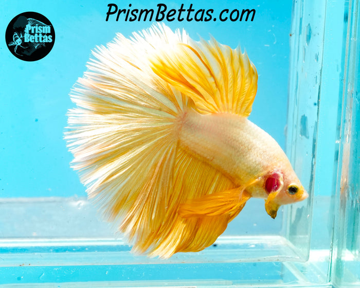 Gold Dragon Halfmoon Male