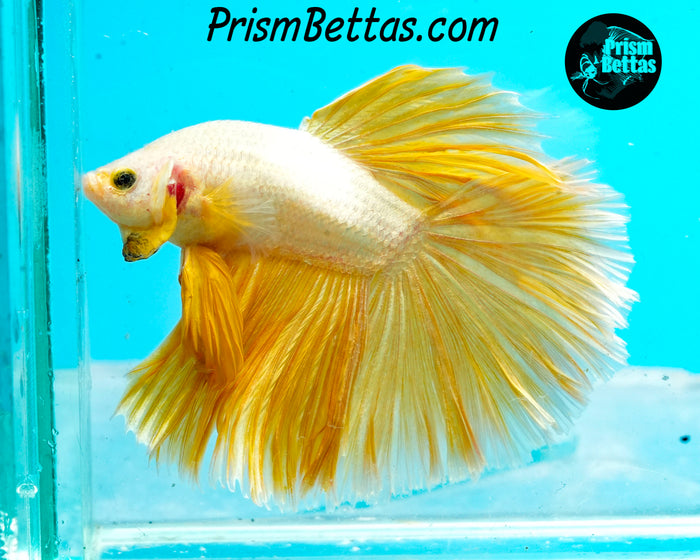 Gold Dragon Halfmoon Male