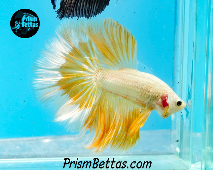 Gold Dragon Rosetail Halfmoon Male
