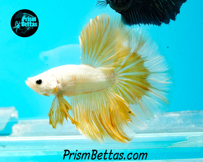 Gold Dragon Rosetail Halfmoon Male