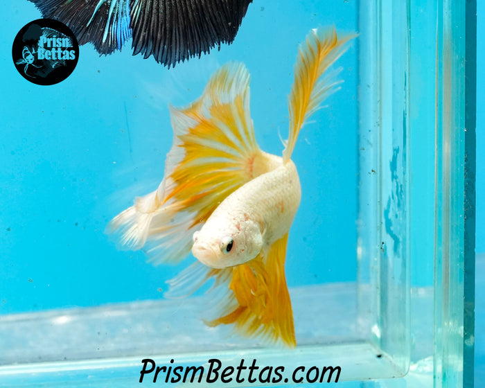 Gold Dragon Rosetail Halfmoon Male
