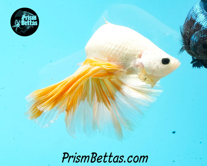 Gold Dragon Rosetail Halfmoon Male