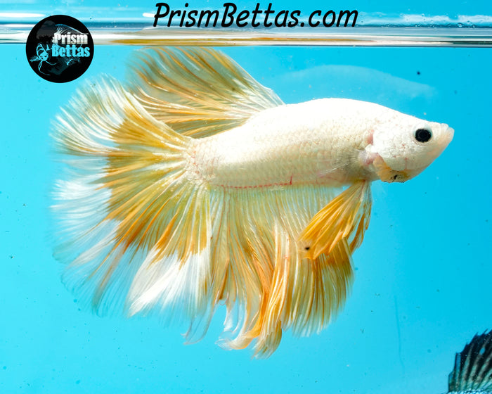 Gold Dragon Rosetail Halfmoon Male