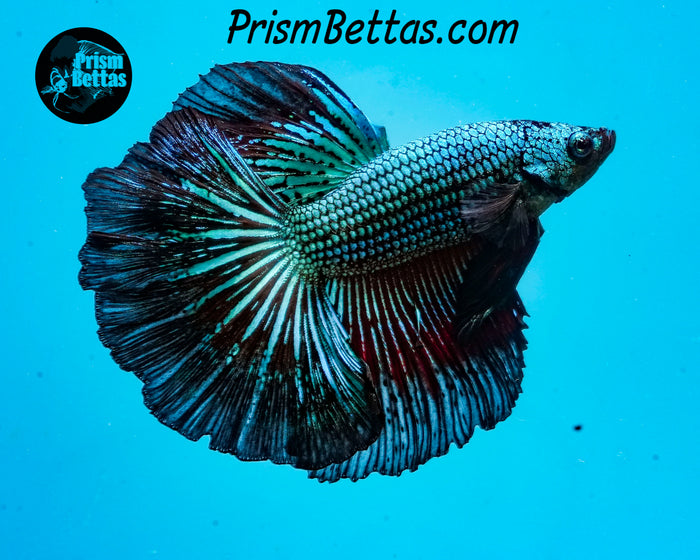 Green Orchid Halfmoon Male