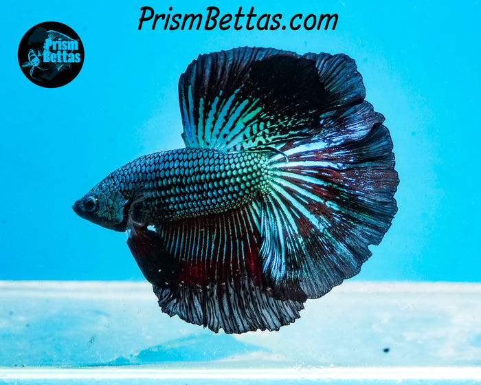 Green Orchid Halfmoon Male