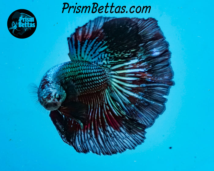 Green Orchid Halfmoon Male
