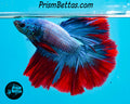 Grizzle Butterfly Halfmoon Male