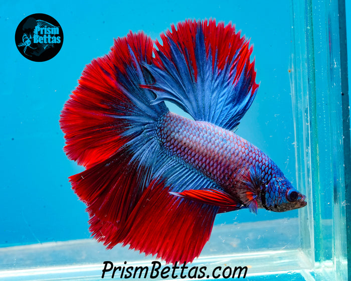 Grizzle Butterfly Halfmoon Male
