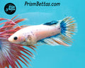Grizzle Crowntail Female