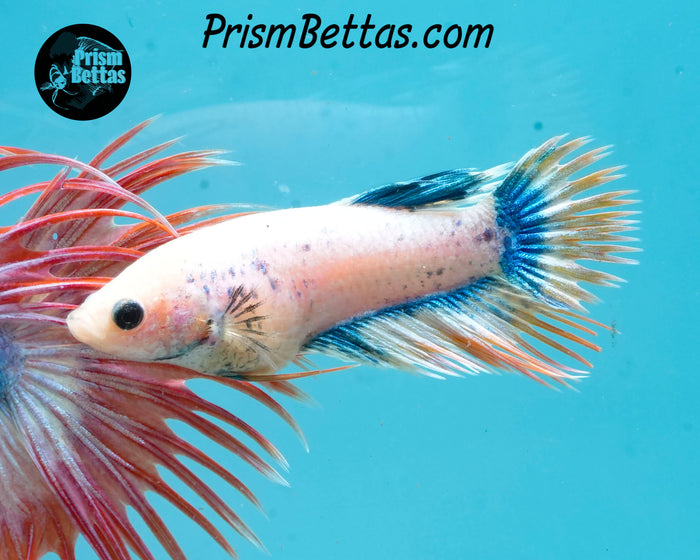 Grizzle Crowntail Female