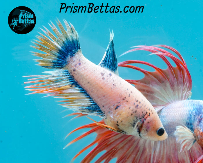 Grizzle Crowntail Female