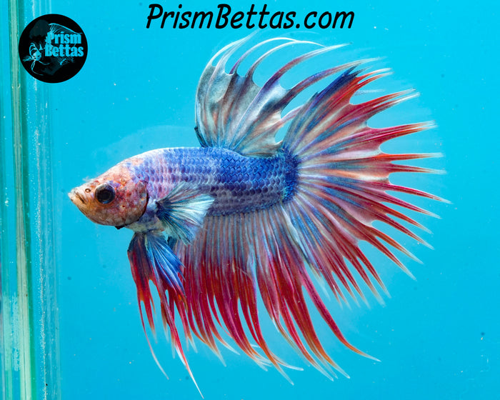 Grizzle Crowntail Male