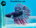 Grizzle Crowntail Male