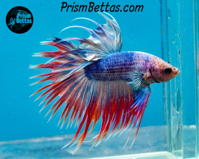 Grizzle Crowntail Male