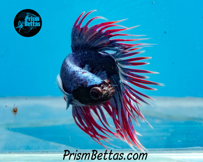 Grizzle Crowntail Male
