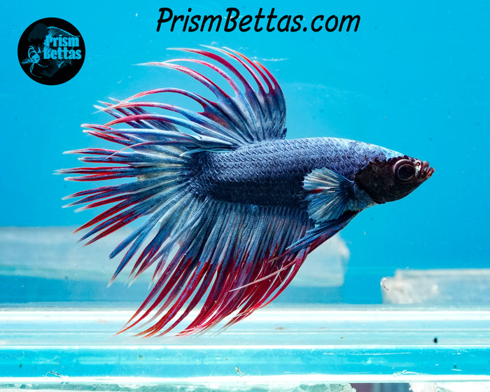 Grizzle Crowntail Male