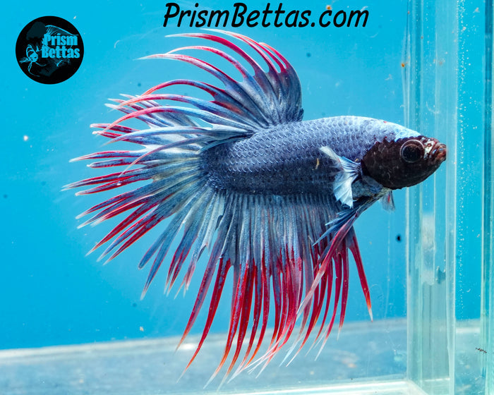 Grizzle Crowntail Male
