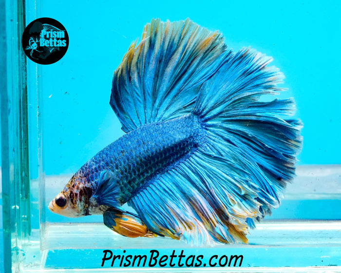 Grizzle Halfmoon Male
