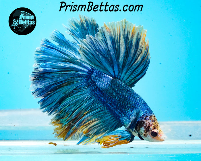 Grizzle Halfmoon Male